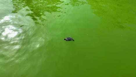 small turtle swimming in a green pond