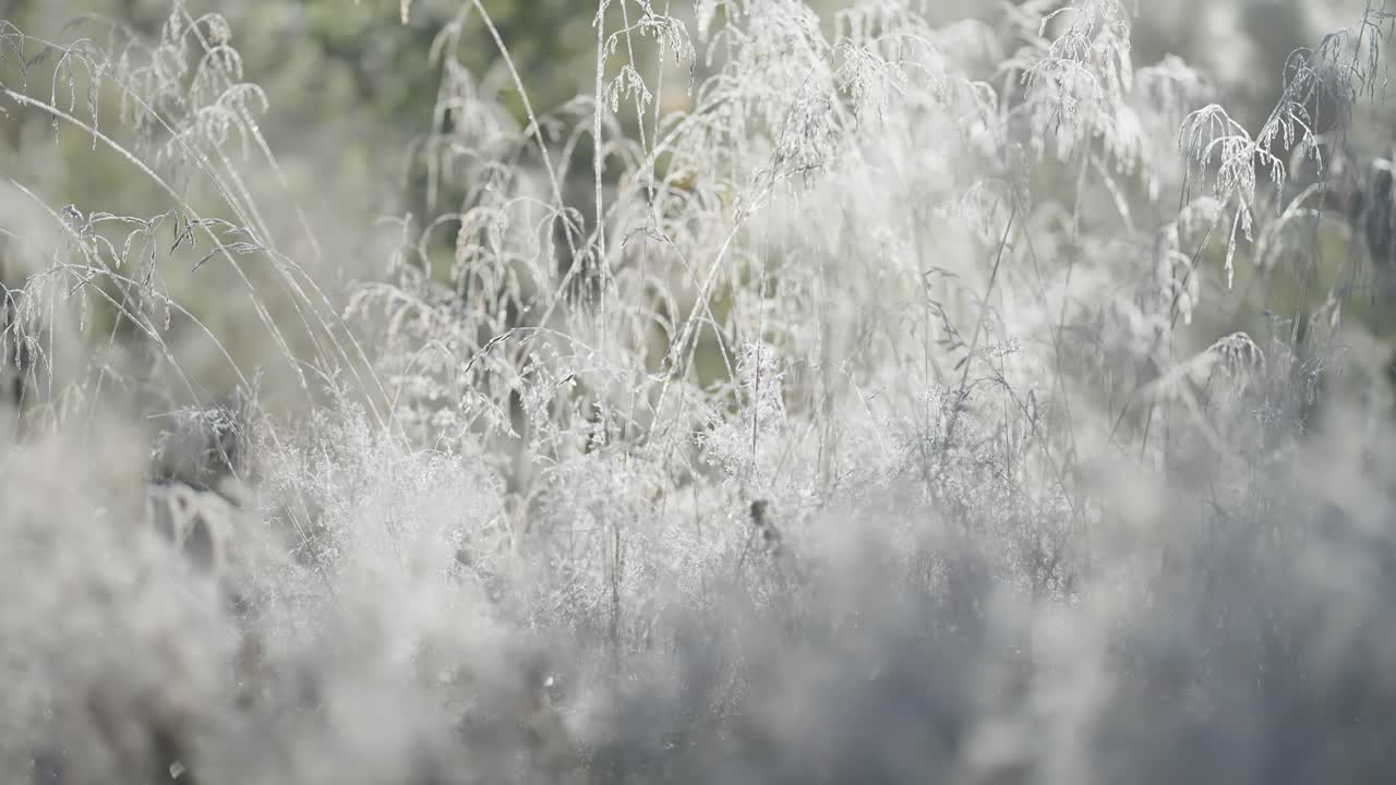 Delicate hoarfrost on the fragile dry grass