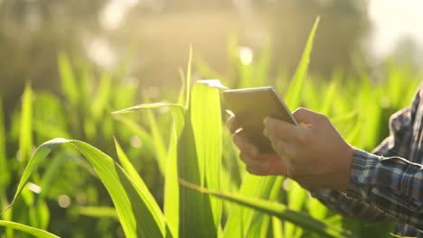 Close-up-of-Farmer-hand-using-mobile-phone-or-tablet-Standing-in.-The-rice-field-with-sickle-scythe-or-hook-for-harvesting