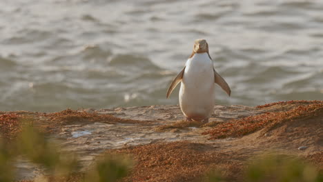 pingüino de ojos amarillos con olas marinas de fondo en el faro de katiki point en moeraki, nueva zelanda