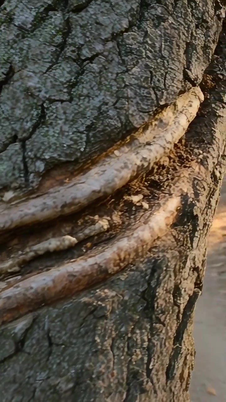 Video verticale: Inquadratura panoramica che rivela un tronco d'albero in strada per mostrare tre creste e licheni.