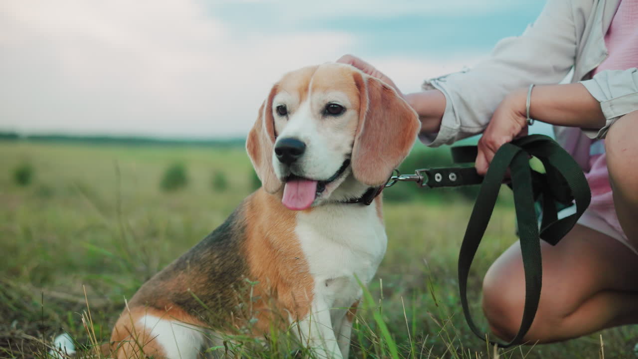 모자를 입은 애완동물 애호가, 그녀의 호기심 많은 개 에 앉아서, 머리를 부드럽게 문지르면서 줄을 잡고, 개는 조용하고 편안하게 보이고, 평온한 시골 풍경을 배경으로합니다.