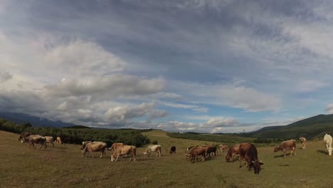 summer carpathians