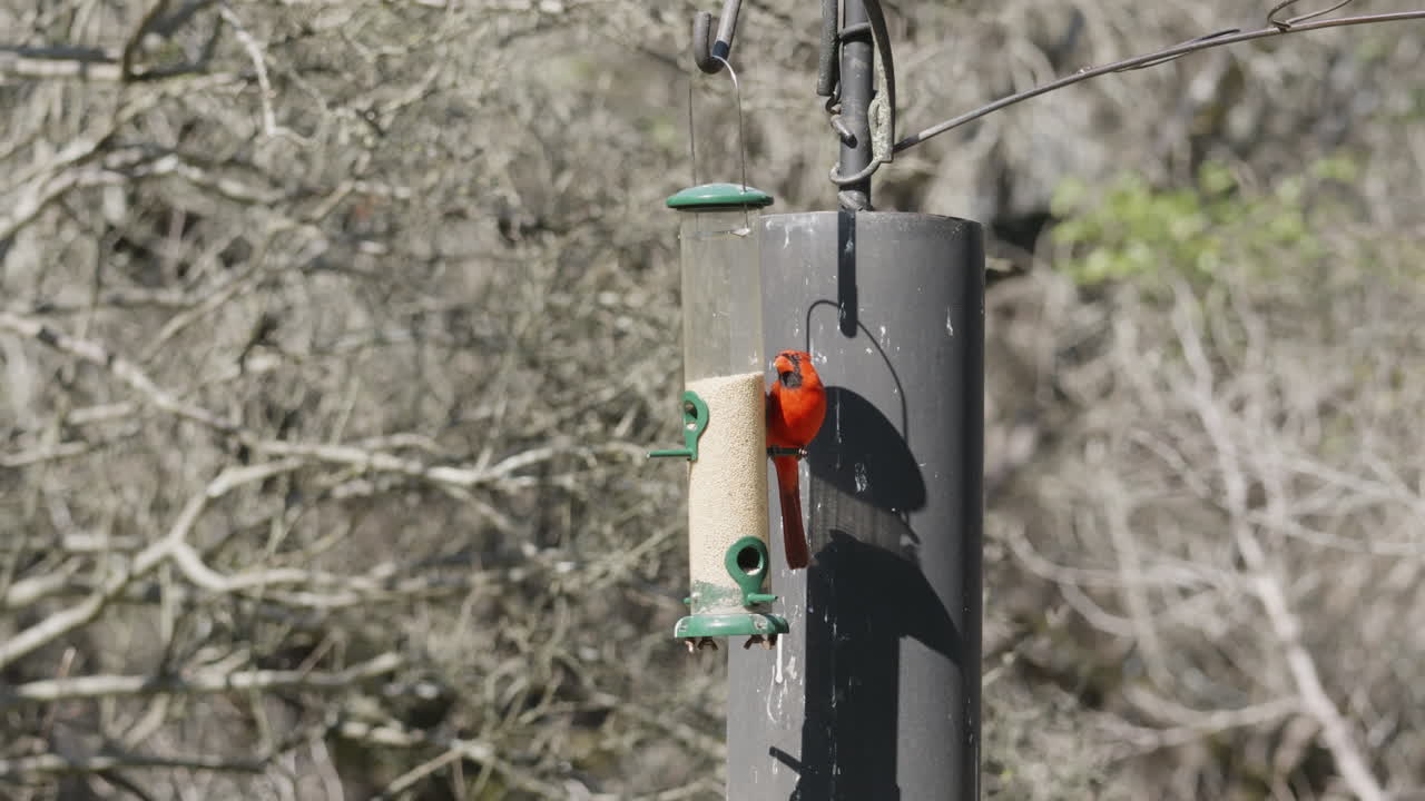 Medium of Northern Cardinal perched on a bird feeder and eating seed - Cardinalis Cardinalis