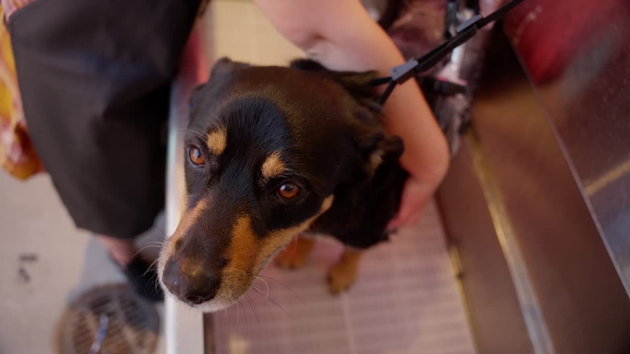 한 젊은 여성이 그녀의 개를 욕조 밖에서 목욕시니다.