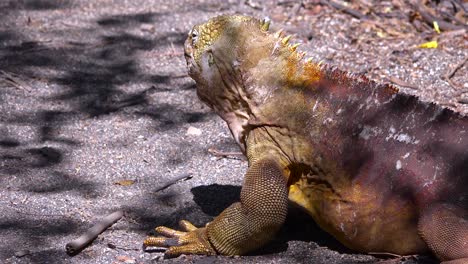 a land iguana giant lizard on the galapagos islands