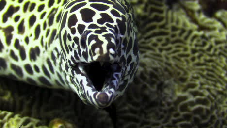 black-spotted moray eel looking out of the center of a hard coral and being cleaned by a bluestreak cleaner wrasse