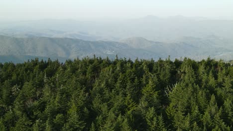 bosque de hoja perenne de alta altitud con montañas nebulosas lejanas en el fondo en carolina del norte