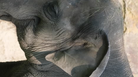 sad old elephancapturing wild life animal emotions 4k 2025 08 05 02 28 04 utc.mov | aged, animal, asian, background