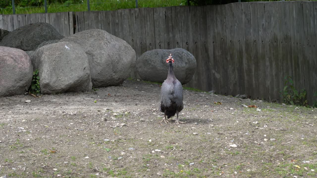 guineafowl con casco de pie y haciendo un fuerte grito de sonido