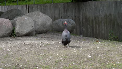 helmeted guineafowl standing up and making loud screaming sound