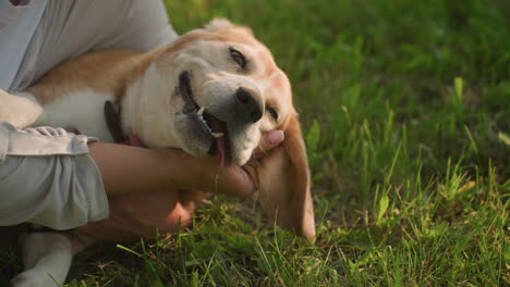 close-up of dog owner holding her dog closely and affectionately, rubbing its ear as they both lie on the grass, the dog enjoys the touch, in a sunlit grassy field