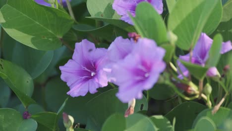 Lila-Wilde-Blume-Gefunden-In-Thailand-In-Der-Nähe-Des-Strandes