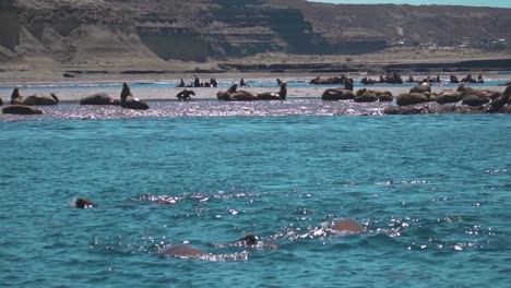 Leones-Marinos-Nadando-En-El-Océano-Con-Una-Colonia-En-El-Fondo-Tumbados-Y-Disfrutando-De-La-Costa-Patagónica