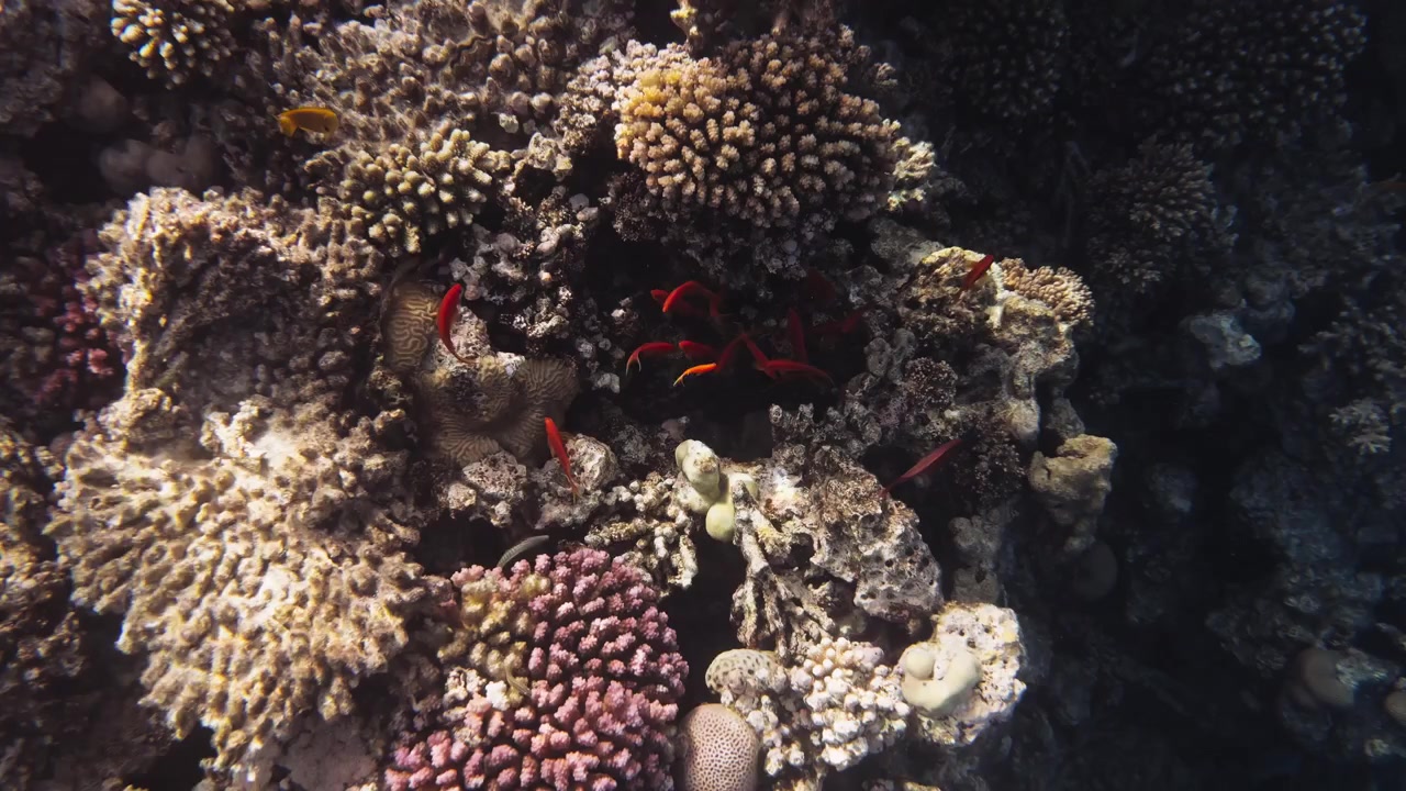 Banco di anthias coda a lira che nuota in una barriera corallina a Hurghada, Egitto, Mar Rosso. Pesci sergente maggiore, labridi, pesci damigella e pesci angelo in acqua limpida e blu, ricca vita marina.