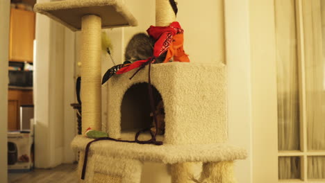 tabby kitten is curious and playful in a cat tower, medium shot truck left