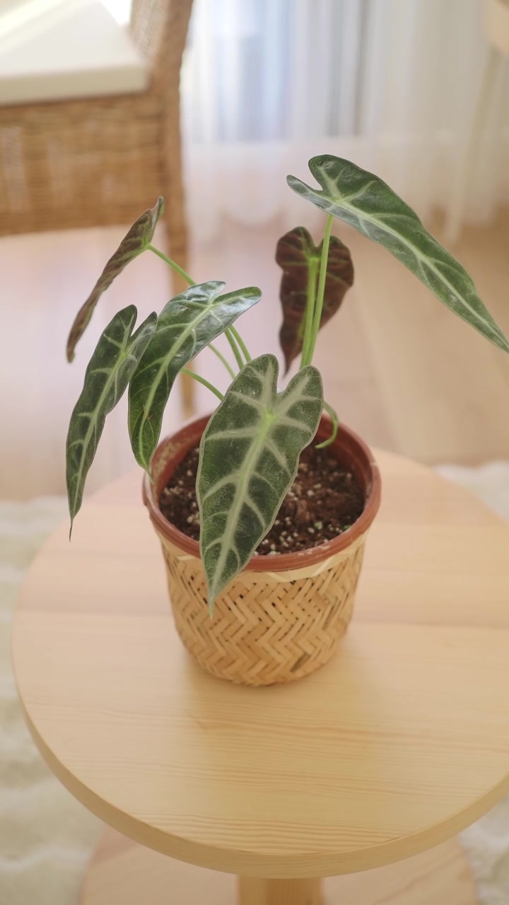 Pianta di Alocasia Amazonica in vaso su un tavolo di legno