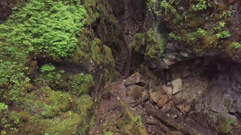 rocky gorge with lush vegetation