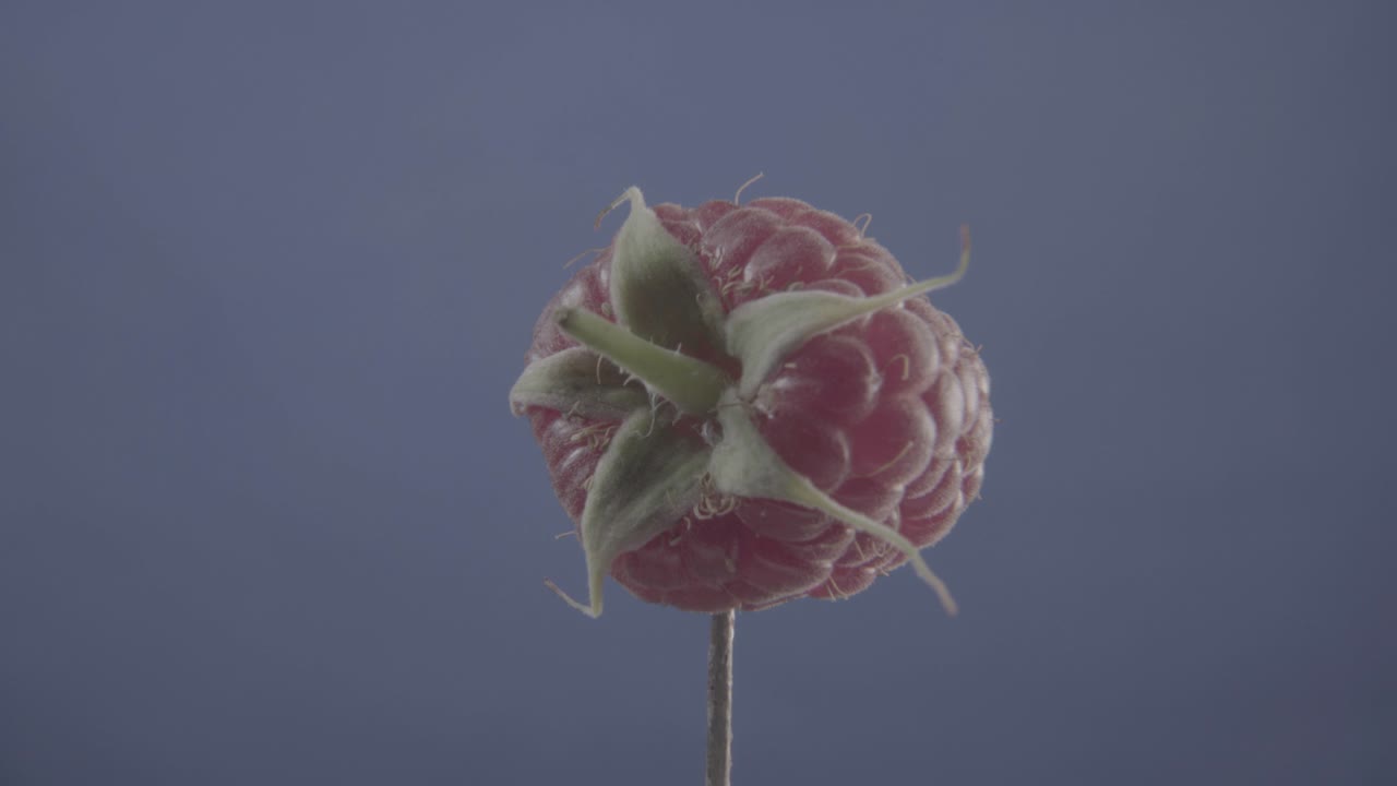 frambuesa girando con bucle en pantalla azul para la llave de croma