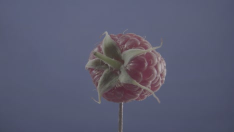 raspberry rotating with loop on blue screen for chroma key