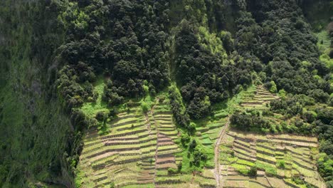 Seixal-terraced-vineyard-hillside-aerial-view-descending-reveal-of-João-Delgado-road-tunnel-in-Madeira,-Portugal