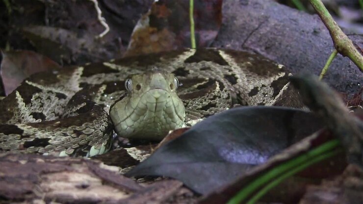 A ferde lance viper snake is about to strike