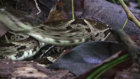 Una-Serpiente-Víbora-Ferde-Lance-Está-A-Punto-De-Atacar