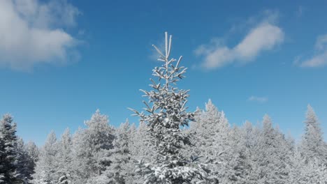 ascending drone shot of fir tree top revealing snow covered mountain forest winter day