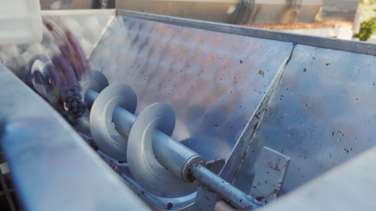 와이너리에서 수확하는 동안 갓 따낸 포도 3