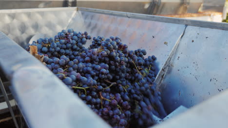 freshly picked grapes during the harvest at a winery 3