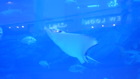 stingray in an aquarium