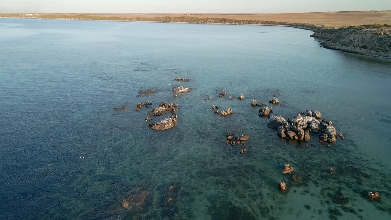 tomada inversa de drones de gaviotas blancas en la costa de la península de york en corny point, australia del sur