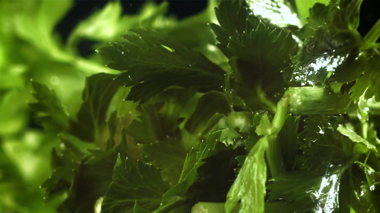 Primo piano di foglie di sedano fresche che schizzano con l'acqua