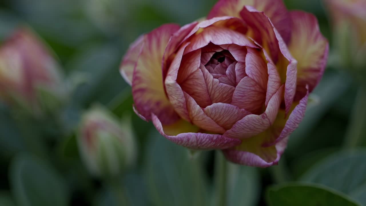 Close-up video of a green flower bud, captured at eye level. The soft focus and natural lighting