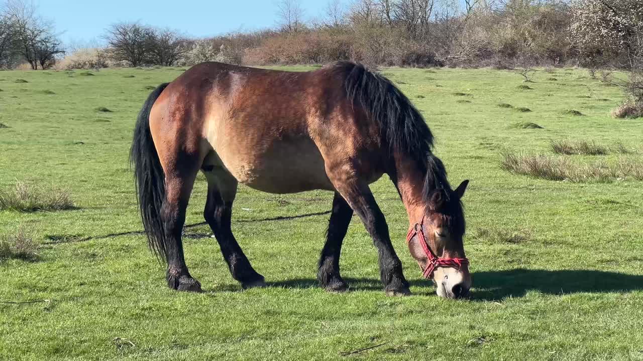 A brown horse eating grass on a field at golden hour on a sunny day in spring.