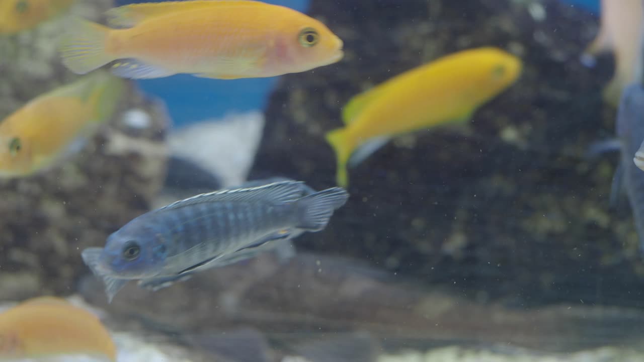 peces nadando en un acuario