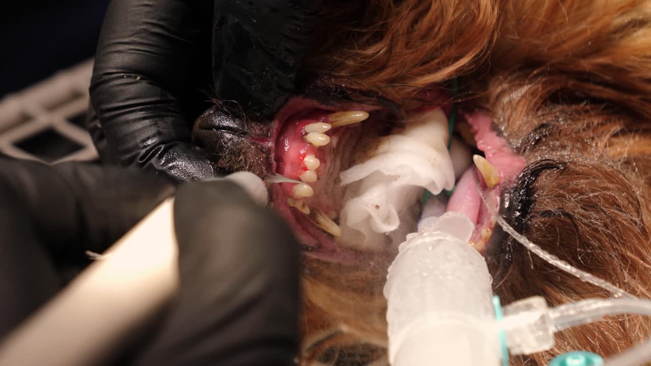 Veterinário limpando tártaro dentário em um cão Yorkshire. Close-up
