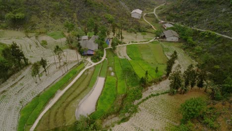 Lush-fresh-green-rice-terraces-and-freshly-planted-paddy-plantation-in-a-hillside-valley,-drone-aerial-tilt-up-revealing-stunning-karst-landscape