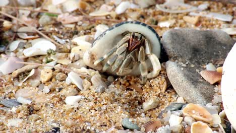 slowmotion of cute crab carry beautiful shell through marine rocks in beach island