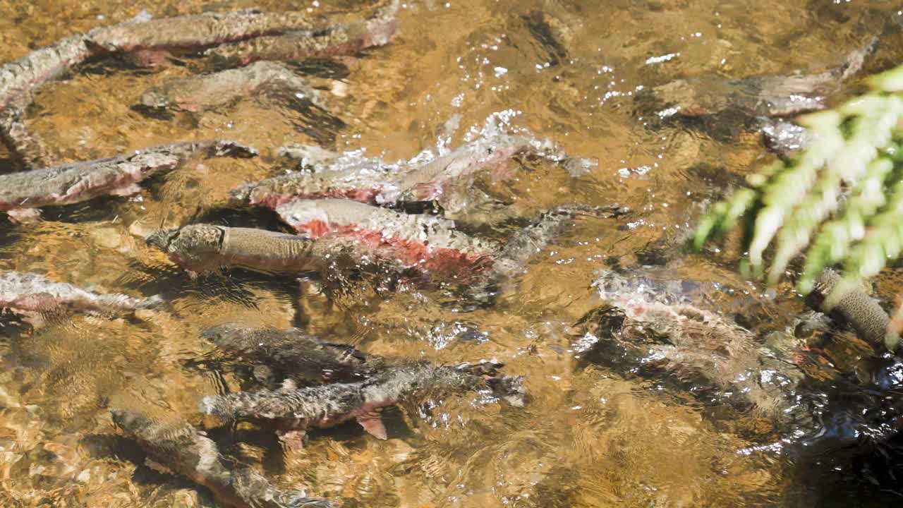 맑은 민물에서 수영하는 무지개 송어 무리, 자연에서 물고기에게 먹이 주기
