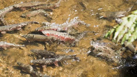 Gruppe-Von-Regenbogenforellen,-Die-In-Klarem-Süßwasser-Schwimmen-Und-Fische-In-Der-Natur-Füttern