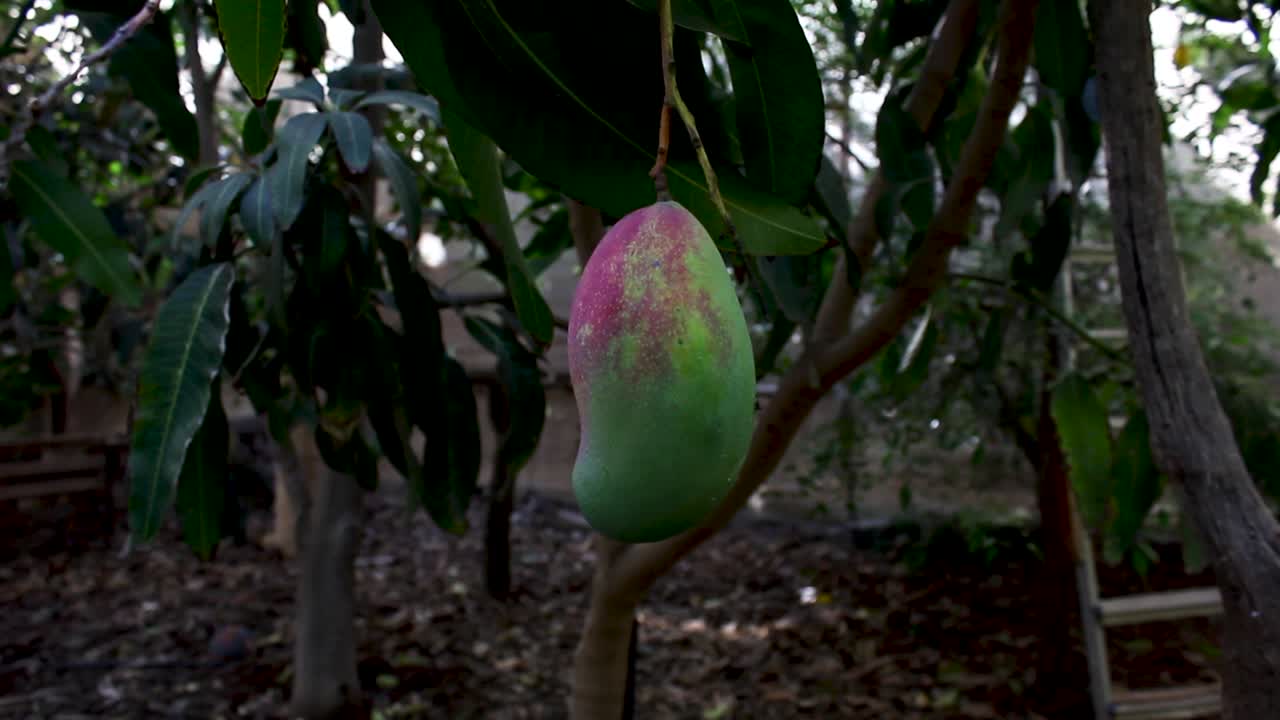 un fruto de mango semi-maduro en un árbol en una granja orgánica en tenerife