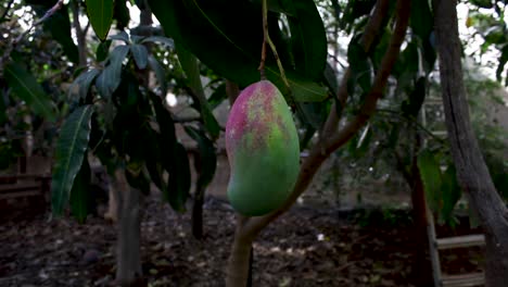un fruto de mango semi-maduro en un árbol en una granja orgánica en tenerife