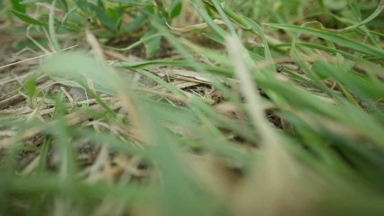 Macro of black garden ant climbing fine grass stems pulling food, high detail and shallow depth