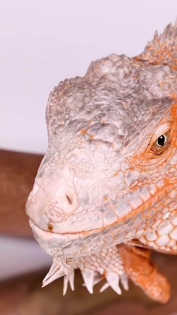 Un primo piano dettagliato della testa di un'iguana arancione su uno sfondo bianco pulito