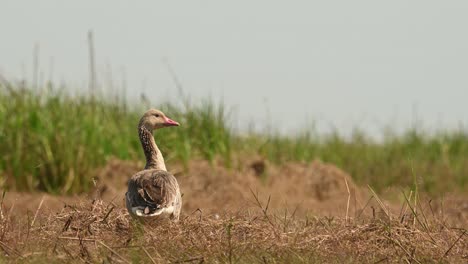 Greylag-Goose,-Anser-anser,-Bueng-Boraphet,-Nakhon-Sawan,-Thailand