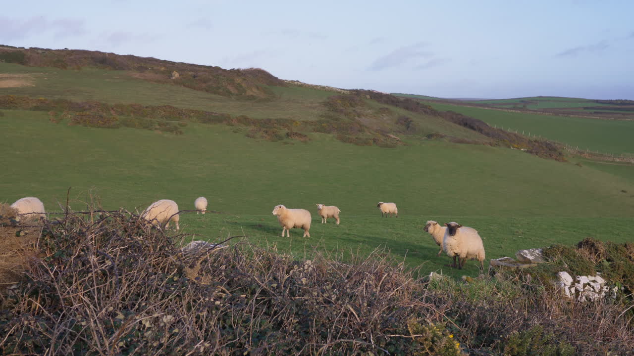 Un gregge di pecore nel Devon, Regno Unito