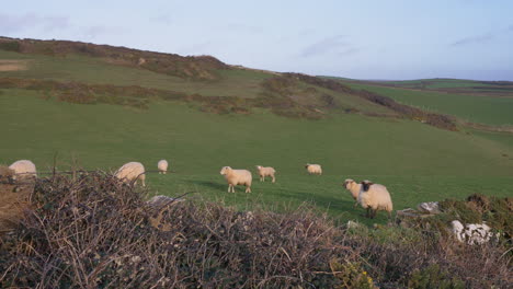 A-flock-of-sheep-in-Devon,-UK