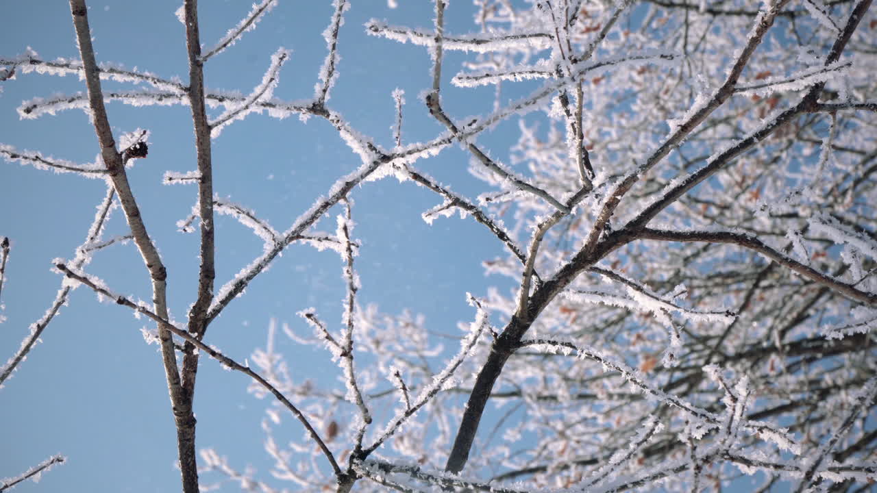 Frozen branches with ice crystals sparkling in the sun under a clear blue winter sky, cinemagraph