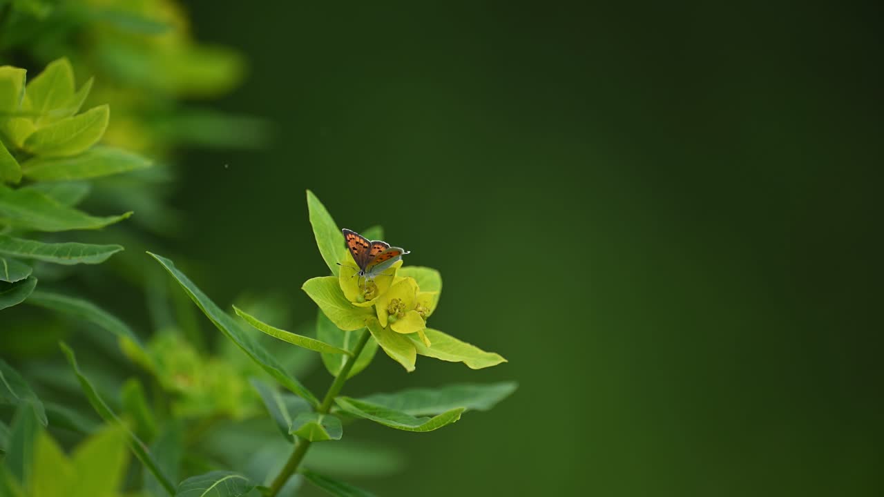 A delicate, small butterfly with brown and orange wings perches on a cluster of bright yellow flowers.